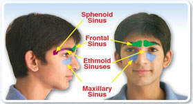 sinus profile