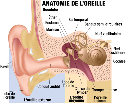 WaxOut cure-oreilles, 12 unités – NeilMed : Remède pour oreille